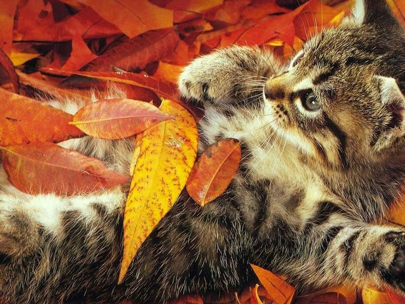 Fall Computer Wallpaper Backgrounds Wallpaper - Autumn Cats , HD Wallpaper & Backgrounds