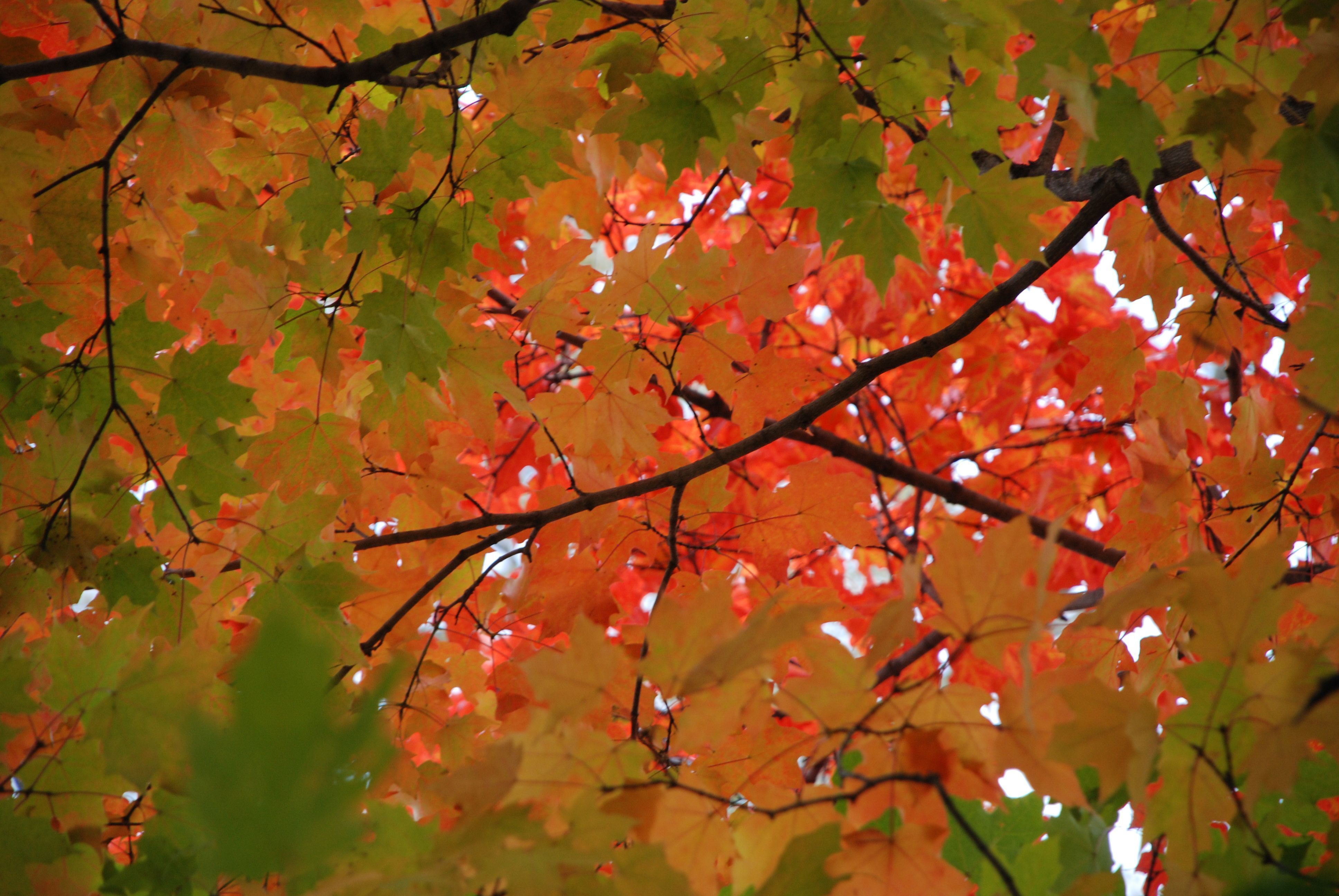 High Definition Fall Computer Wallpaper - Maple Leaf , HD Wallpaper & Backgrounds