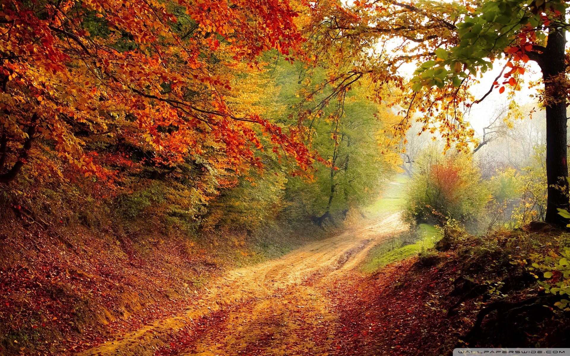 Best Fall Leaves Wallpaper Ideas On Pinterest Fall - 4k Autumn Backgrounds , HD Wallpaper & Backgrounds