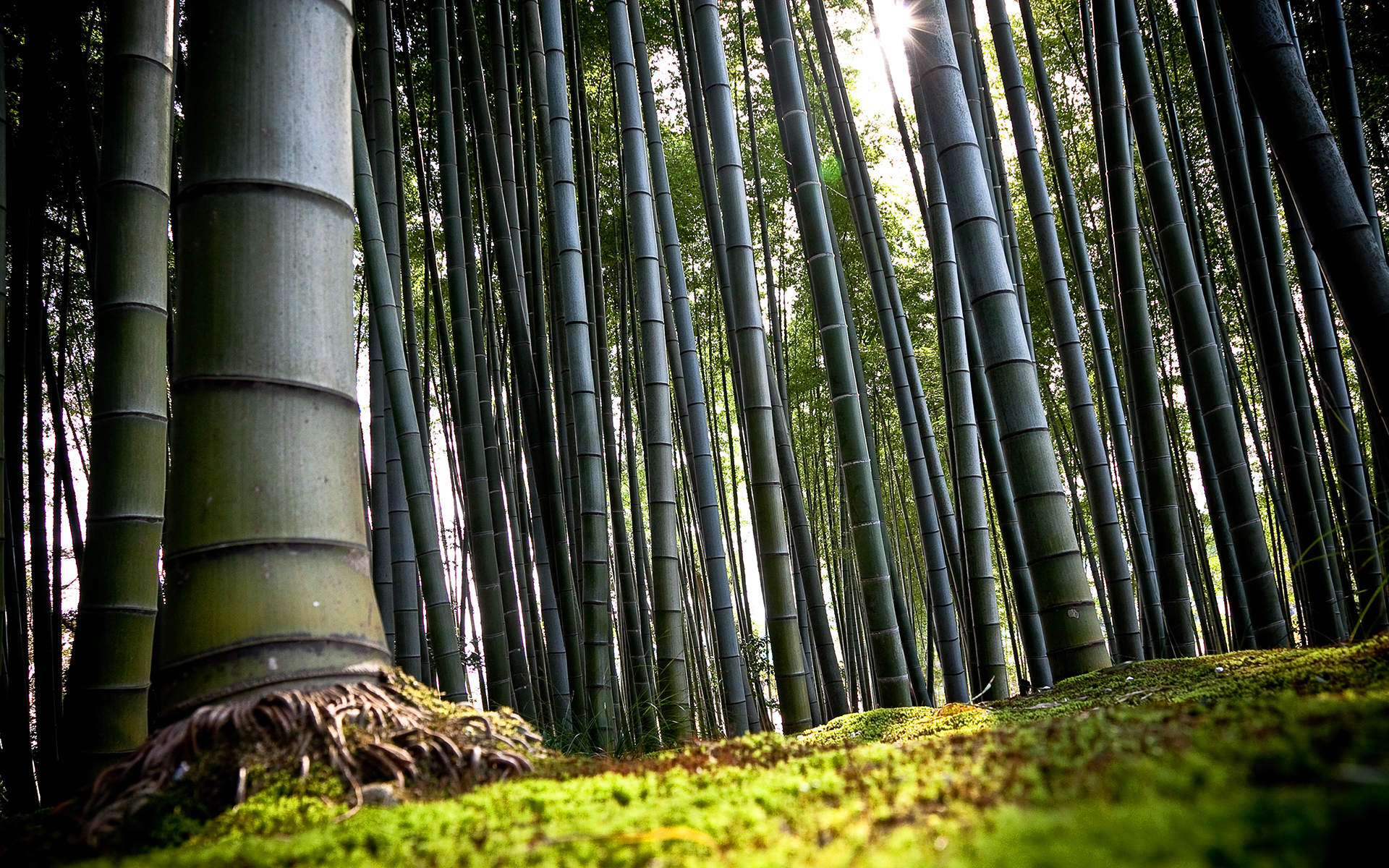 Fantastic High Resolution Wallpaper Hd Wallpapers - Chinese Bamboo Trees , HD Wallpaper & Backgrounds