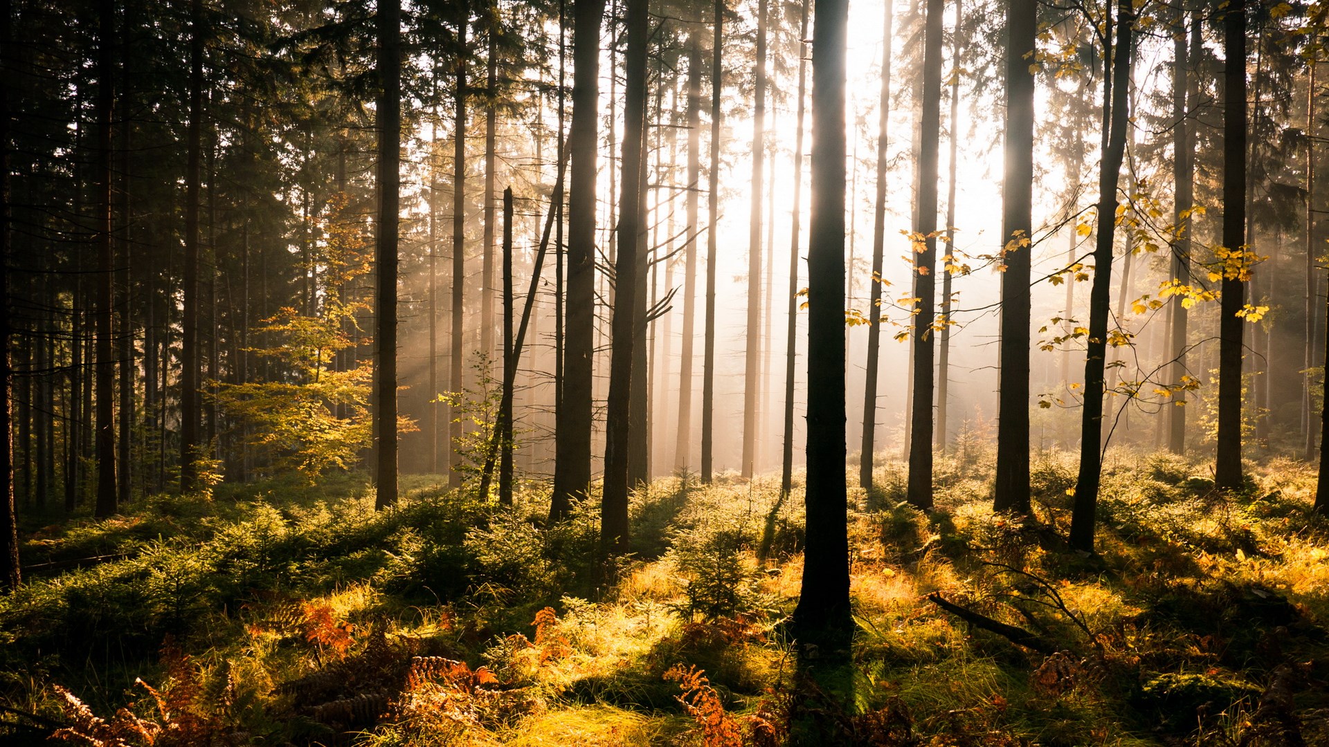 Widescreen Nature Wallpapers High Resolution - Forest Sun , HD Wallpaper & Backgrounds