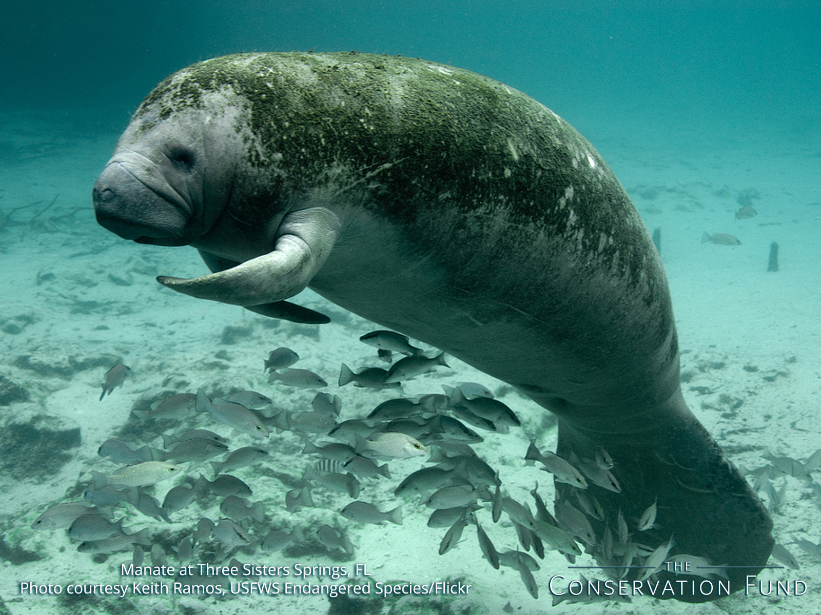 Interesting Water Animal Manatee Wallpaper 1600x1200px - West Indian Manatee , HD Wallpaper & Backgrounds