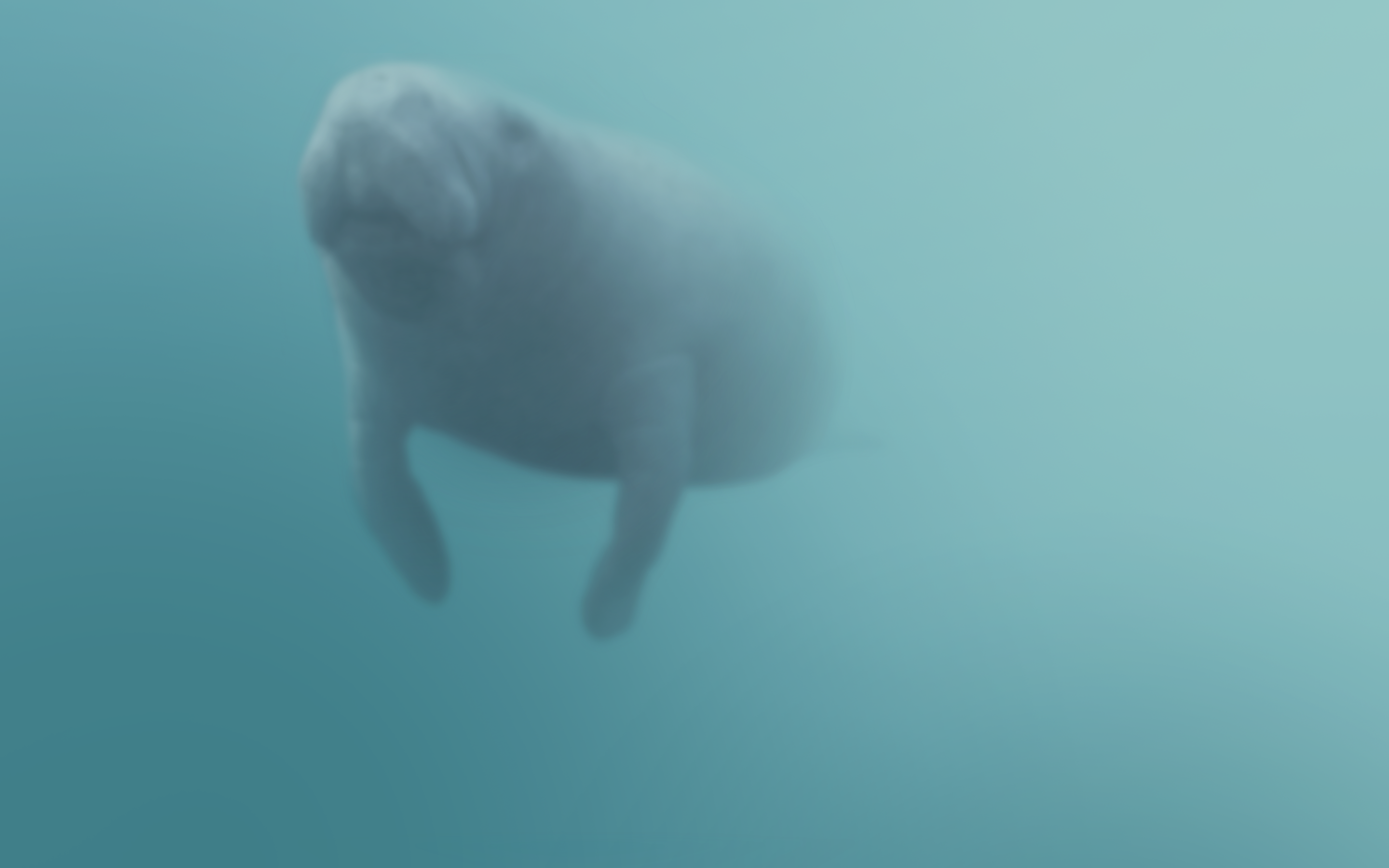 Harbor Seal , HD Wallpaper & Backgrounds