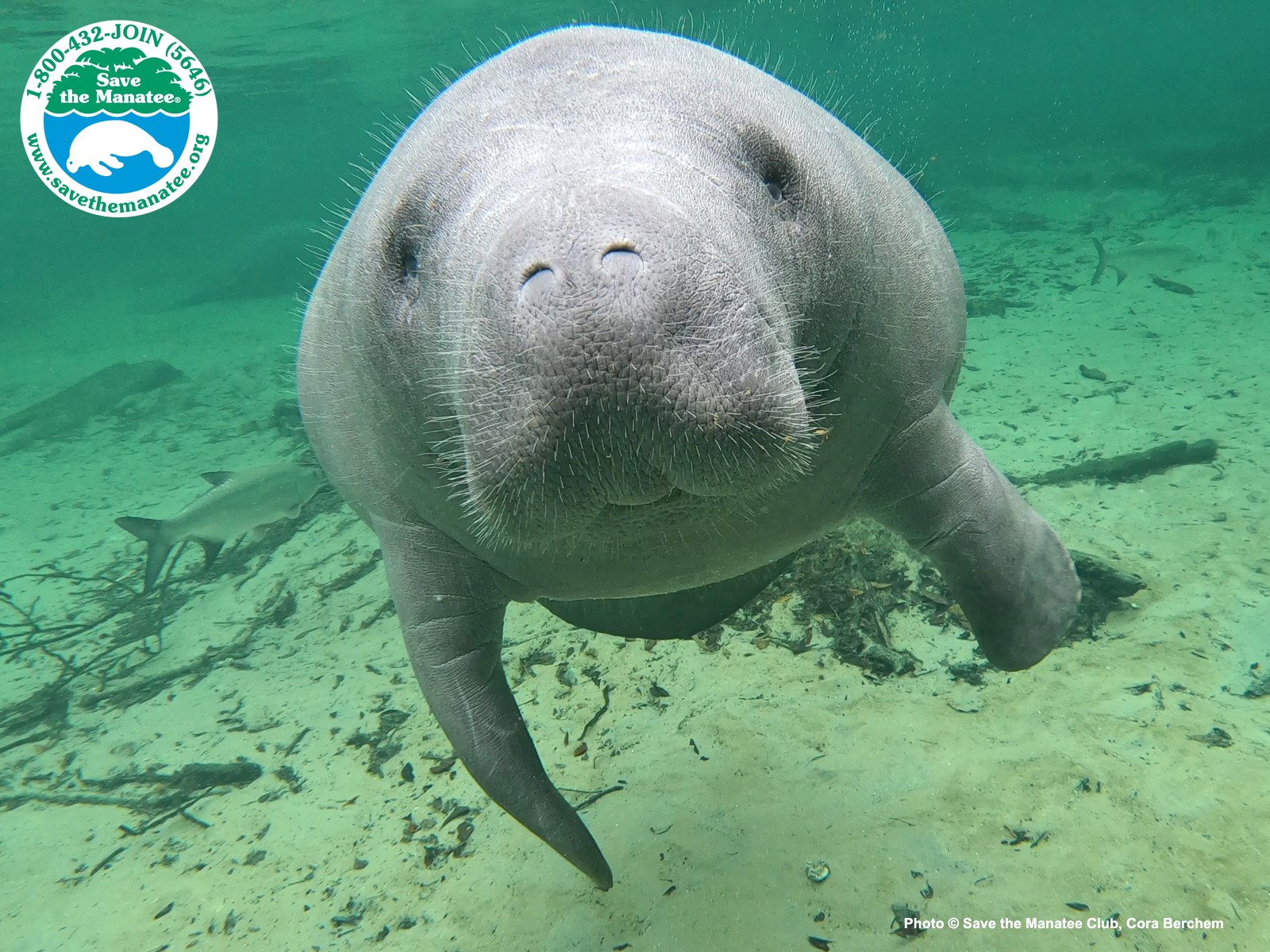 Save The Manatee Club , HD Wallpaper & Backgrounds