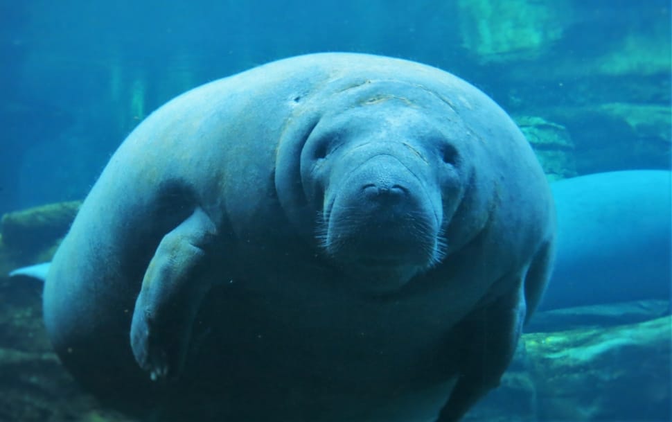 Manatee Animal Preview - Sea World Animals , HD Wallpaper & Backgrounds