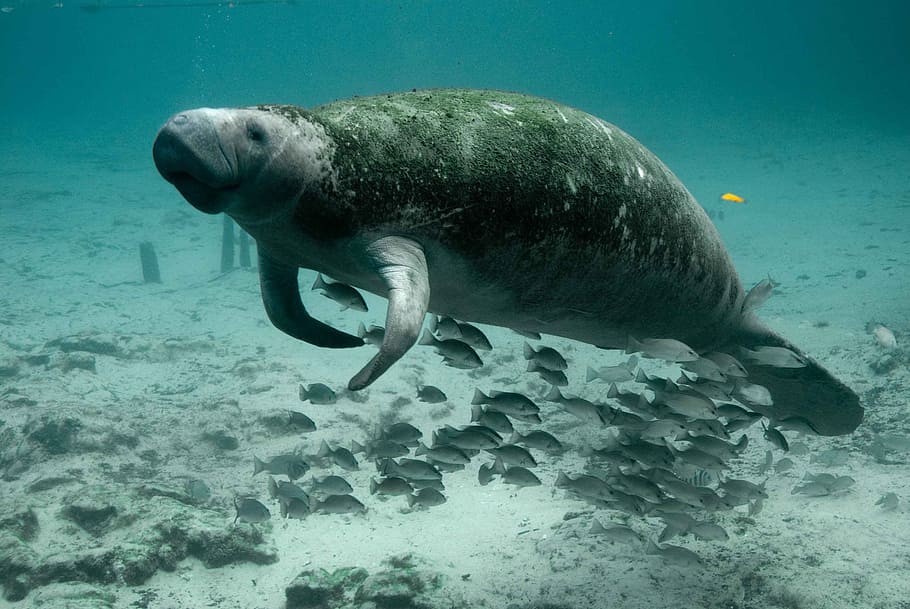 Brown Seacow Swam In Water, Manatee, Mammal, Underwater, - Dugongs In Moreton Bay , HD Wallpaper & Backgrounds