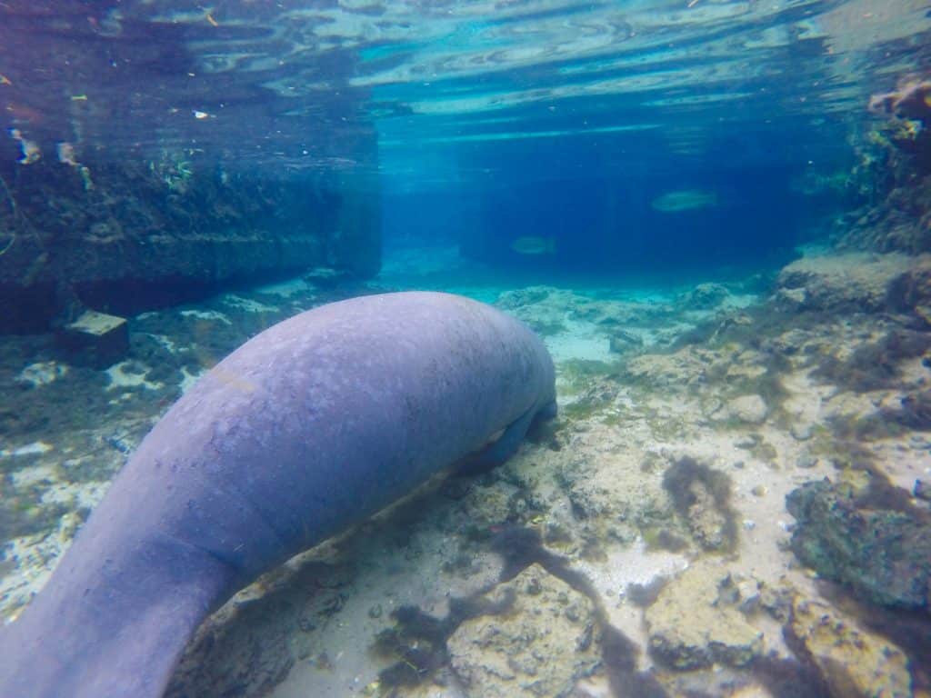 Where To Swim With Manatees In Florida Without Breaking - Manatee , HD Wallpaper & Backgrounds