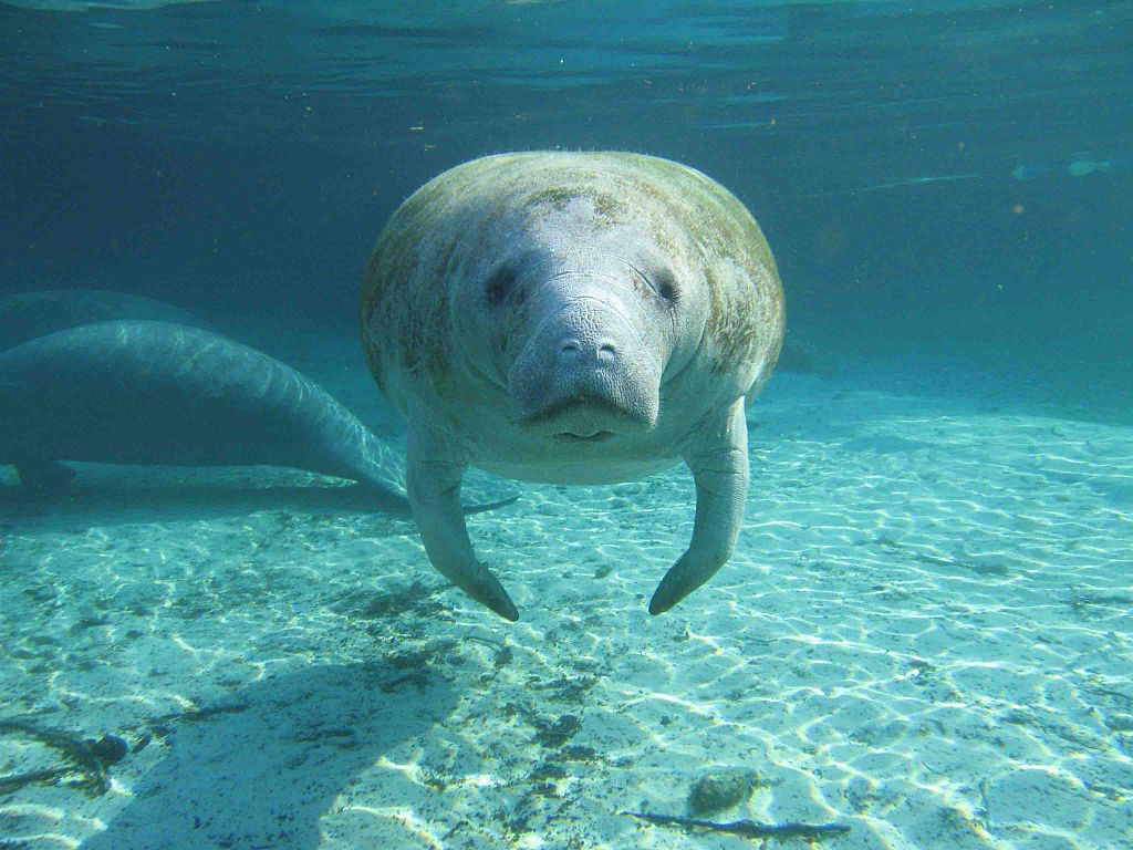 Us Manatees , HD Wallpaper & Backgrounds