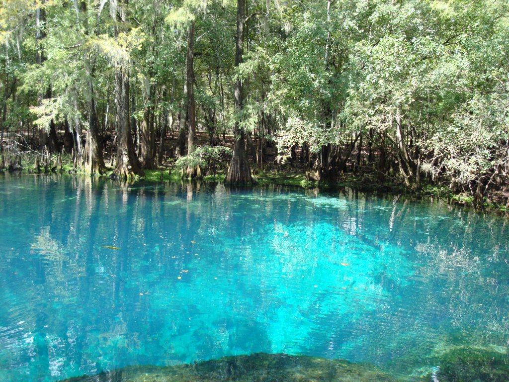 Manatee Springs - Wallpapers - Clear Blue Water Springs , HD Wallpaper & Backgrounds
