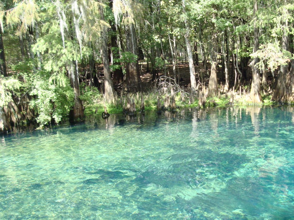 Crystal Clear Water - Springs In The Everglades , HD Wallpaper & Backgrounds