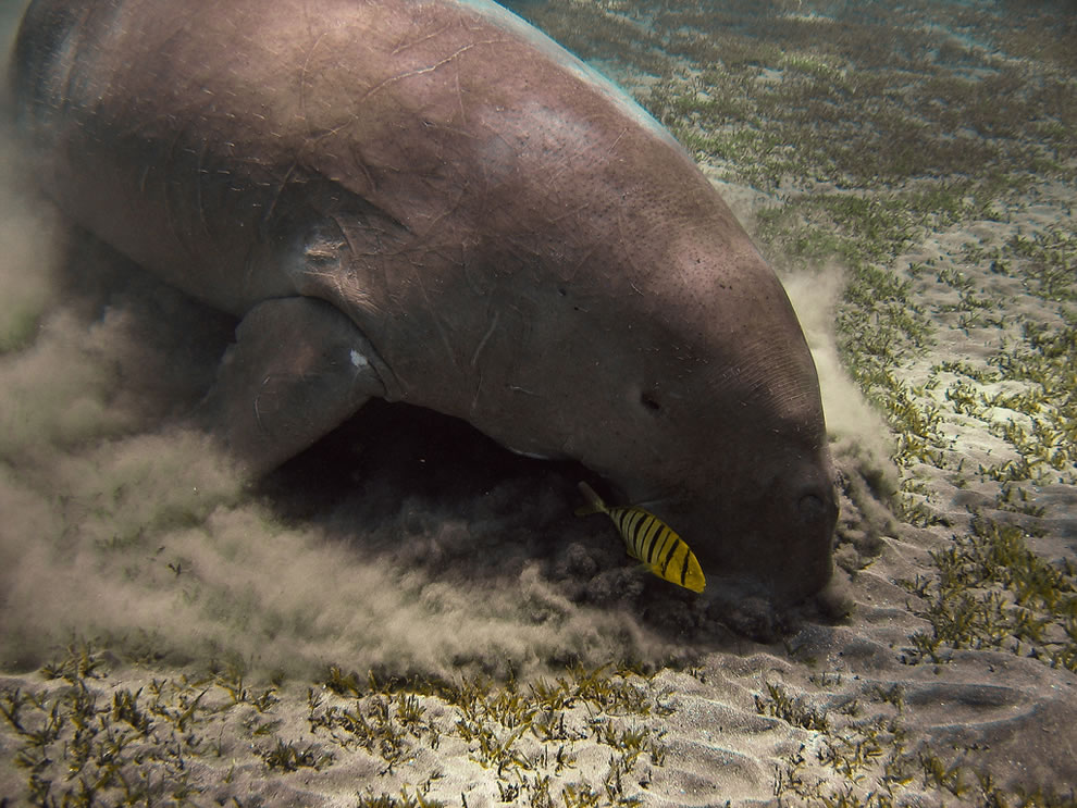 Manatee Foraging For Food - Dugong Sea Cow , HD Wallpaper & Backgrounds