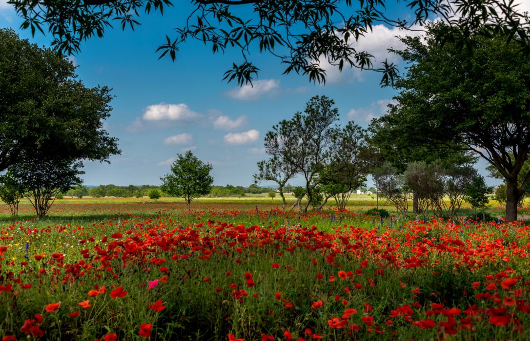 Usa Summer Fields Poppies Trees Texas Austin Nature - Texas Field , HD Wallpaper & Backgrounds