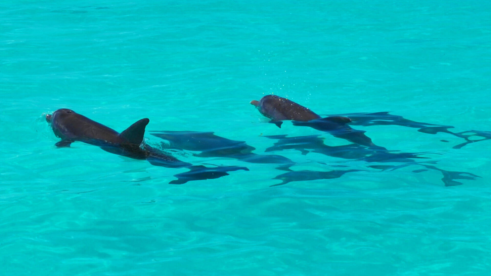 Image Of Dolphins In Key West - Marine Biology , HD Wallpaper & Backgrounds