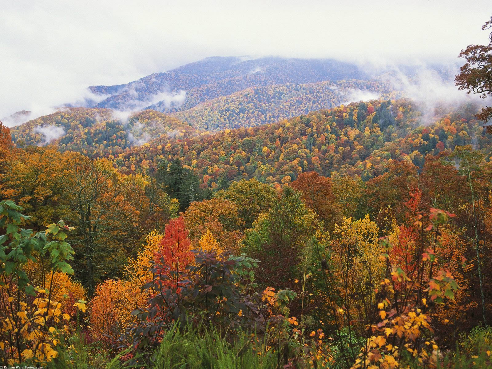 Lush Landscape Appalachian Mountains North Carolina - Appalachian Mountains , HD Wallpaper & Backgrounds