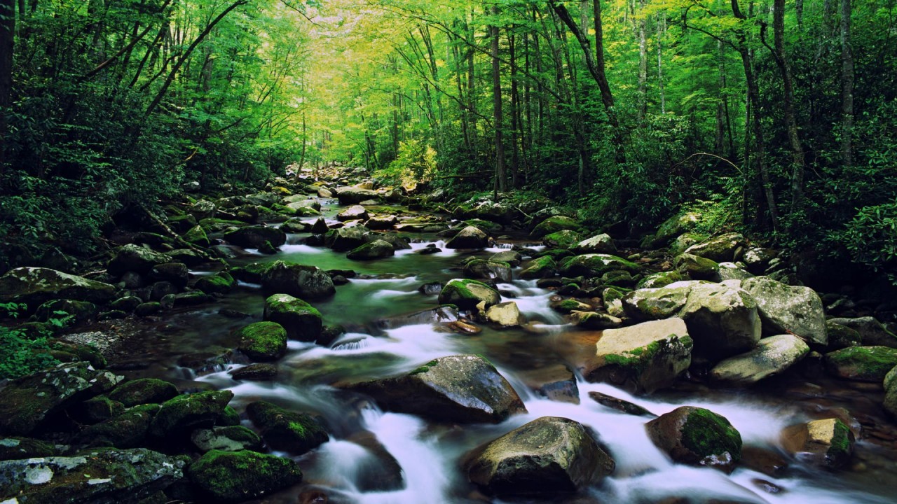 Lovely Forest North Carolina Wallpapers - Great Smoky Mountains Hd , HD Wallpaper & Backgrounds