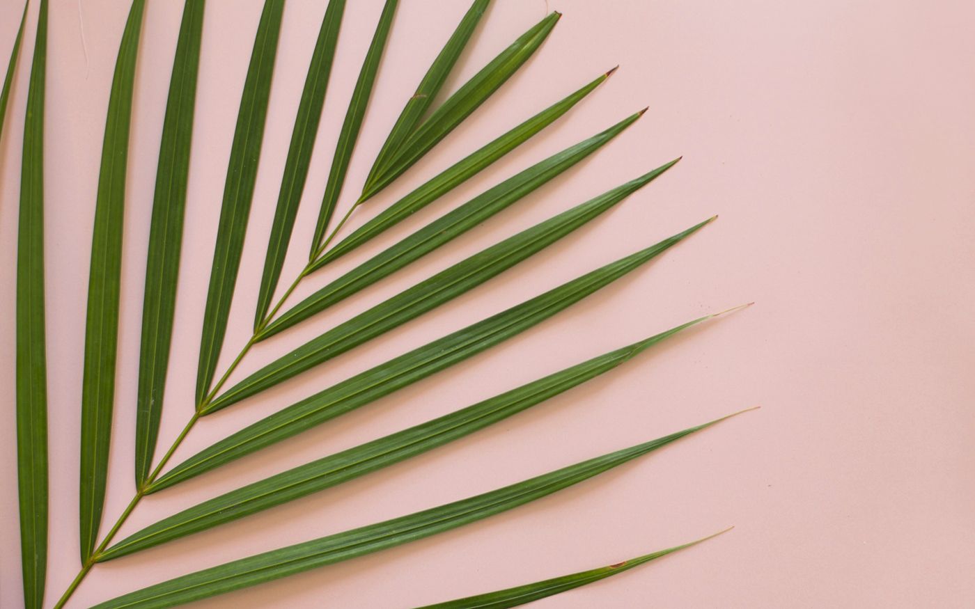 Palm Leaf Wallpaper Pink , HD Wallpaper & Backgrounds