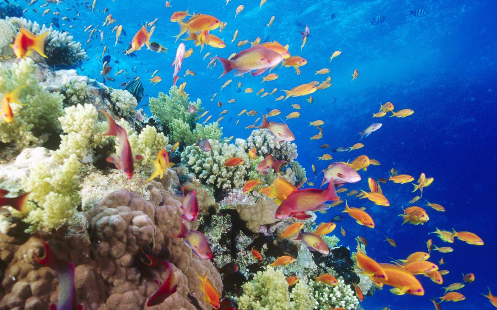 Ocean Wallpapers - Puerto Galera Coral Reefs , HD Wallpaper & Backgrounds