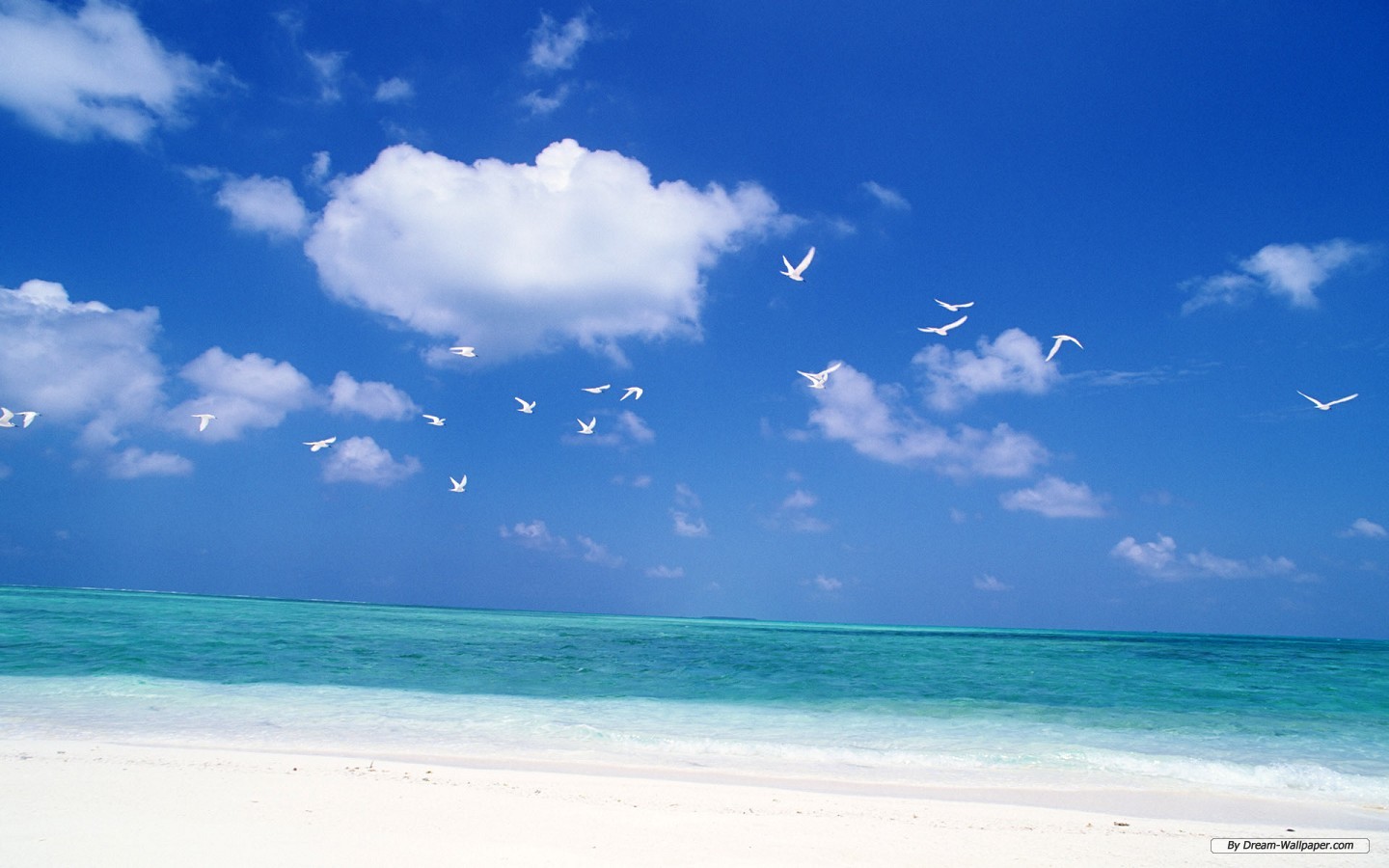 Free Nature Wallpaper - White Birds In Sky , HD Wallpaper & Backgrounds