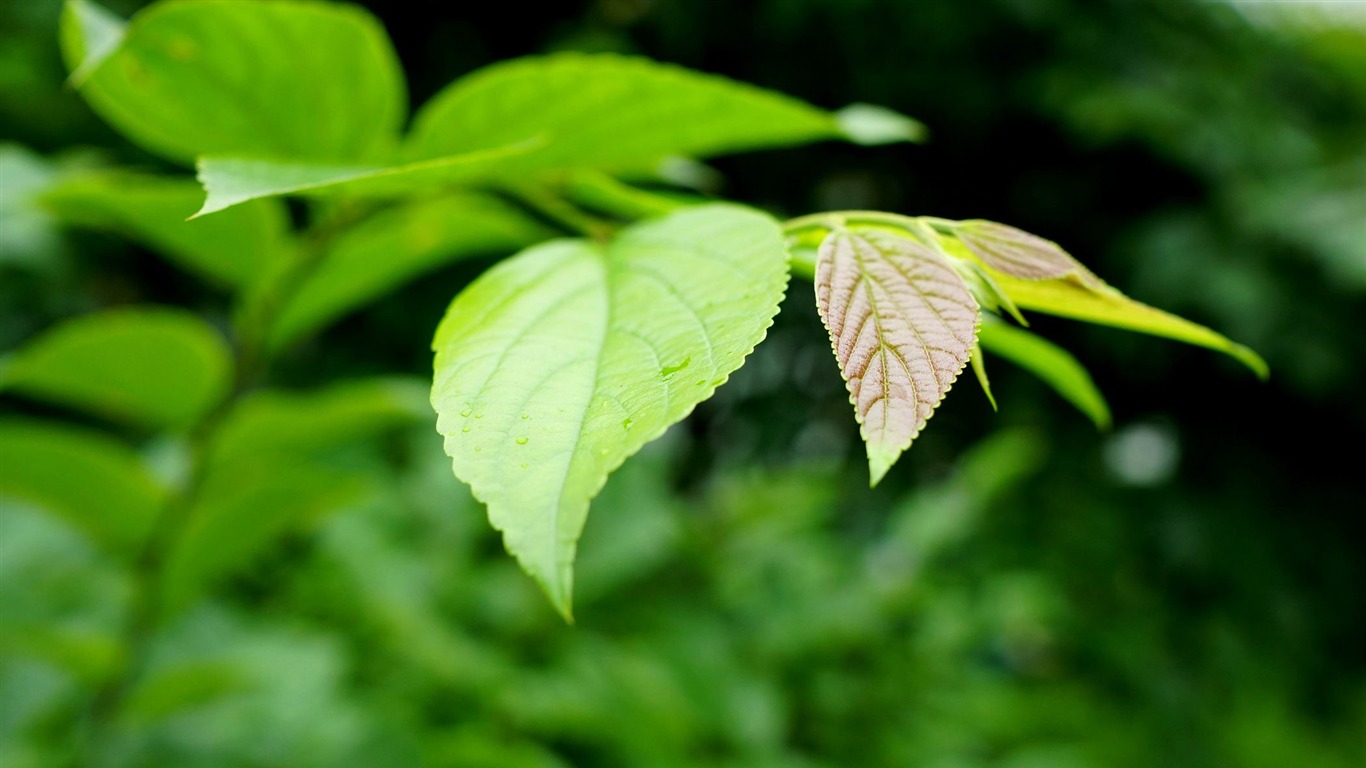 Fresh Green Leaves Hd Plant Desktop Wallpaper - Plantas De Fondo De Pantalla , HD Wallpaper & Backgrounds