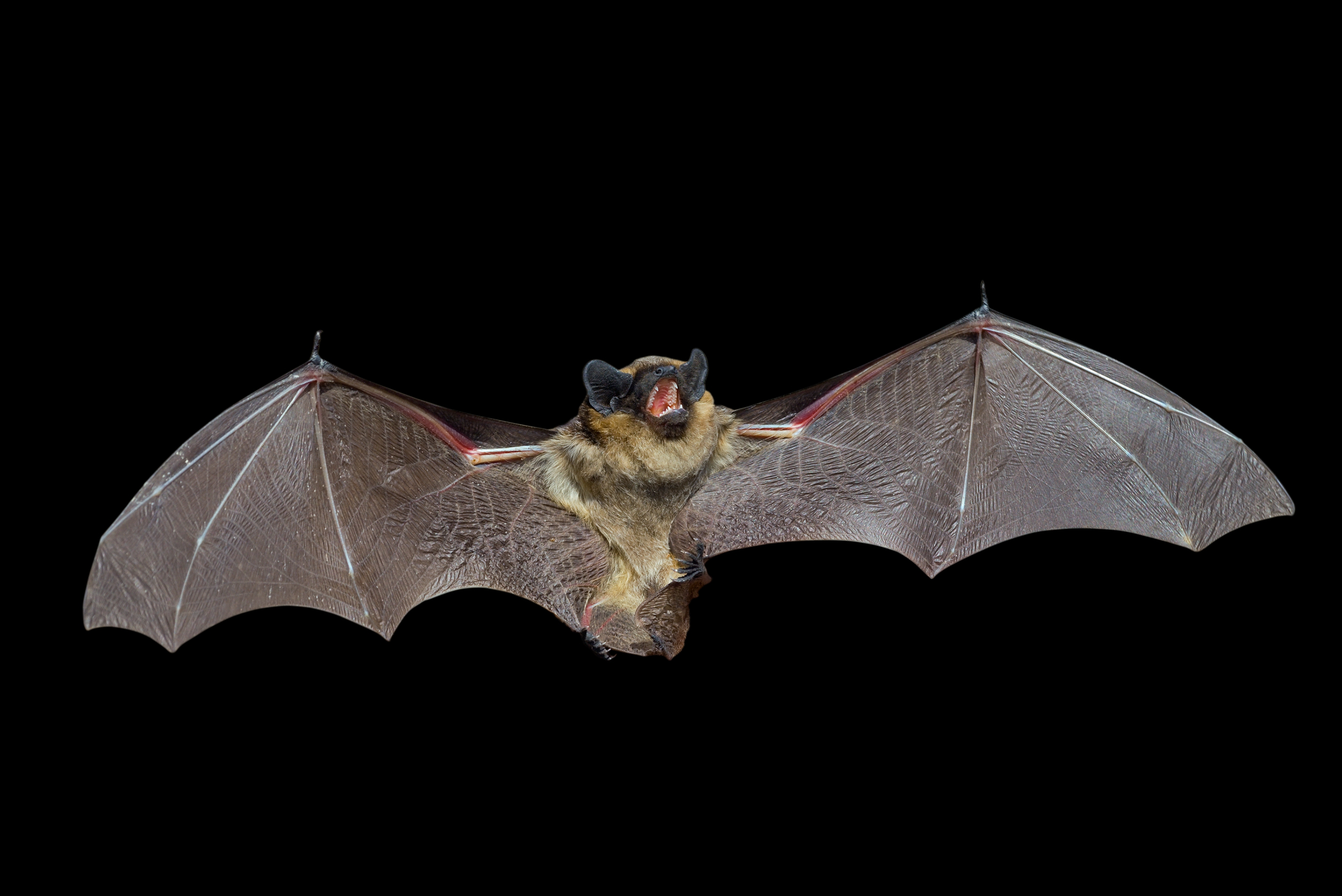 Vampire Bat Wallpapers - Bats , HD Wallpaper & Backgrounds