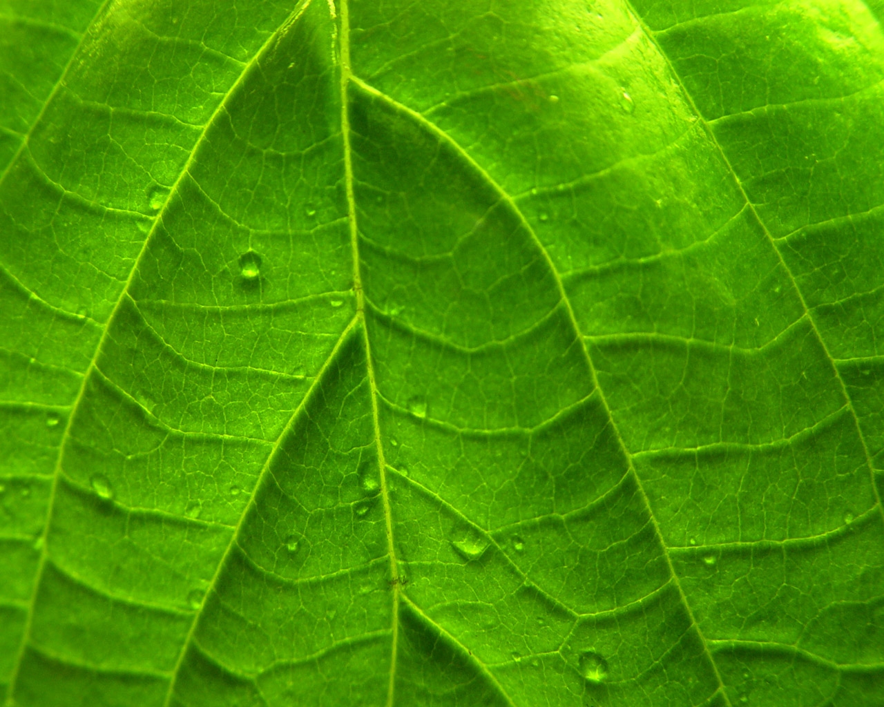 Green Vivid Leaf Windows 7 Plant Wallpaper - Plant Wallpapers From Windows 7 , HD Wallpaper & Backgrounds