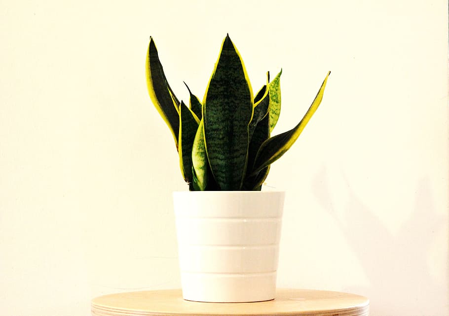 Golden Snake Plant Placed In White Pot, Sansevieria, - Espada De São Jorge , HD Wallpaper & Backgrounds