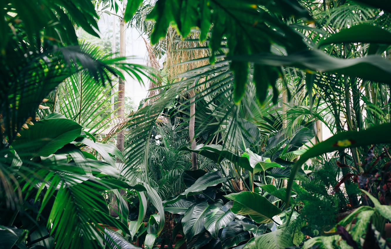 Botanical Garden Wallpaper - Tropical Zoom Backgrounds , HD Wallpaper & Backgrounds