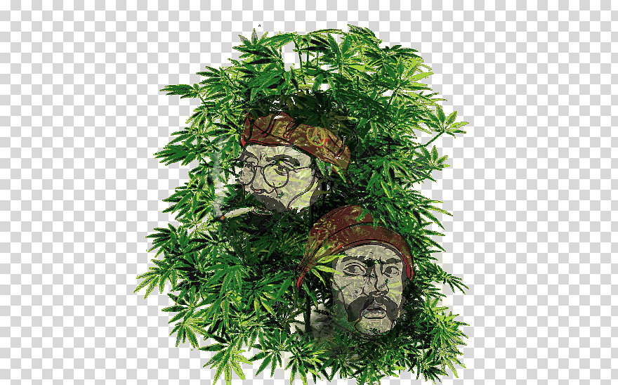 Desktop Medical Cannabis Kush Cannabis Ruderalis, Cannabis, - Diego Simeone , HD Wallpaper & Backgrounds