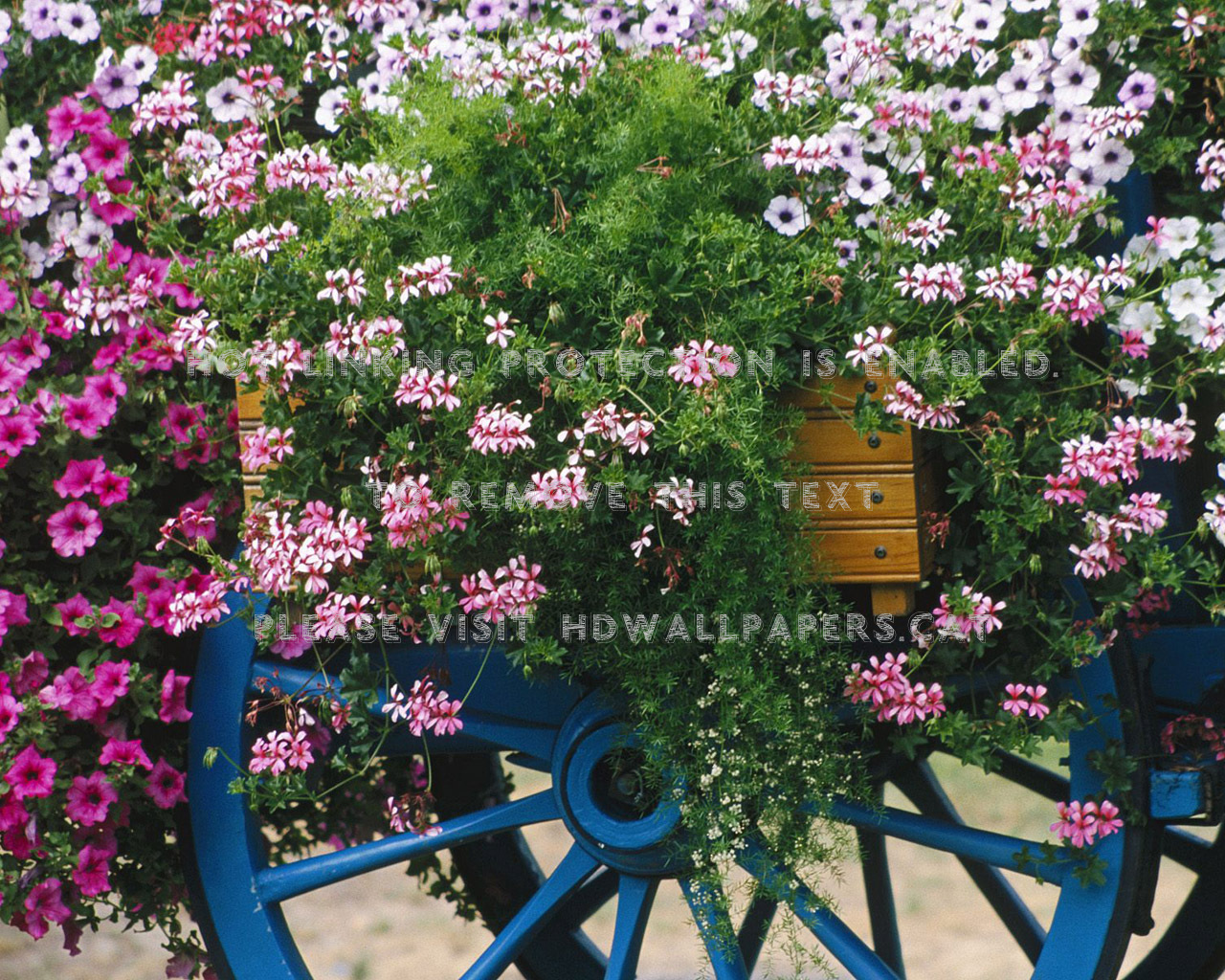 Carrocel Florido Flores Rosa Verde Branca - Flower , HD Wallpaper & Backgrounds