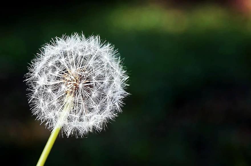 Dandelion, Flower, Flowers, Nature, Spring, Plant, - Philosophy , HD Wallpaper & Backgrounds