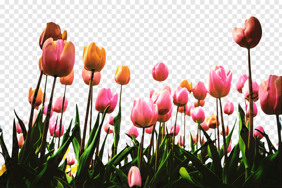 Pink Flower, Tulip, Flora, Blossom, Desktop Wallpaper, - Holy Family Catholic Church , HD Wallpaper & Backgrounds
