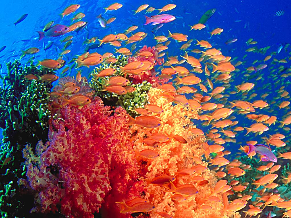 Wallpaper Pemandangan Bawah Laut Bergerak - National Geographic Coral Reef Photography , HD Wallpaper & Backgrounds