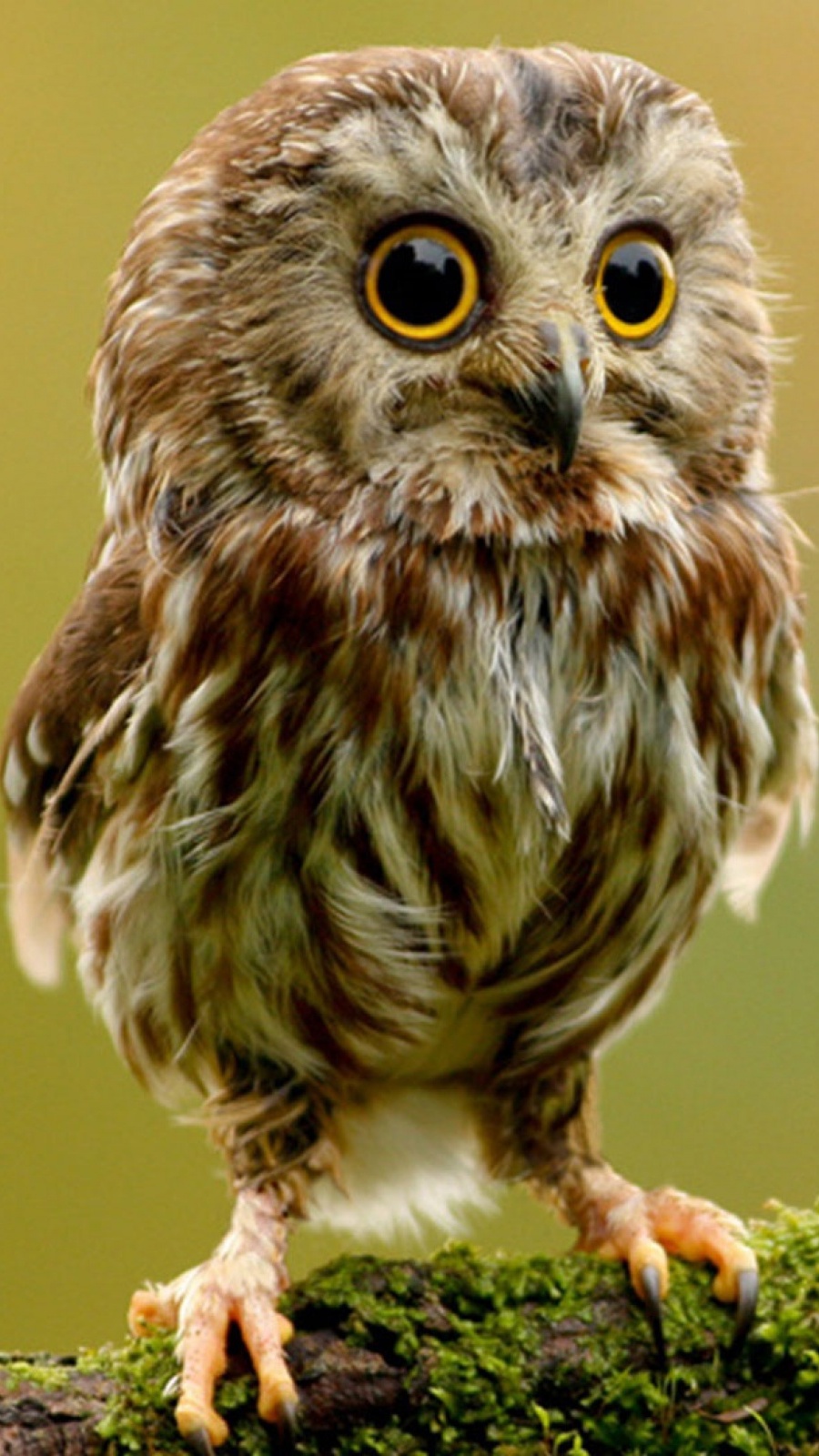 Wallpaper Owl Lucu , HD Wallpaper & Backgrounds