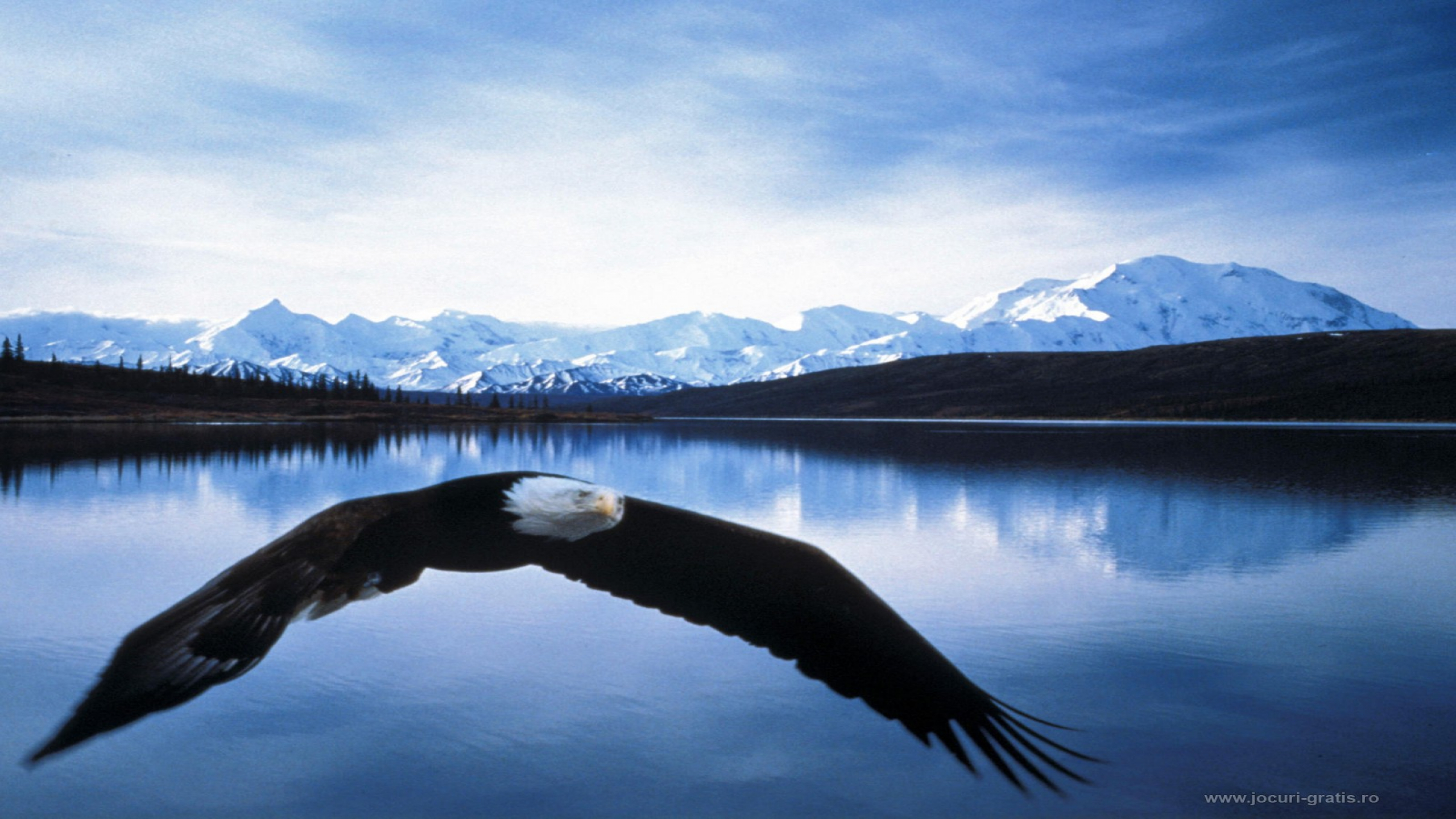 Download Wallpaper Gratis - Bald Eagle In Denali , HD Wallpaper & Backgrounds