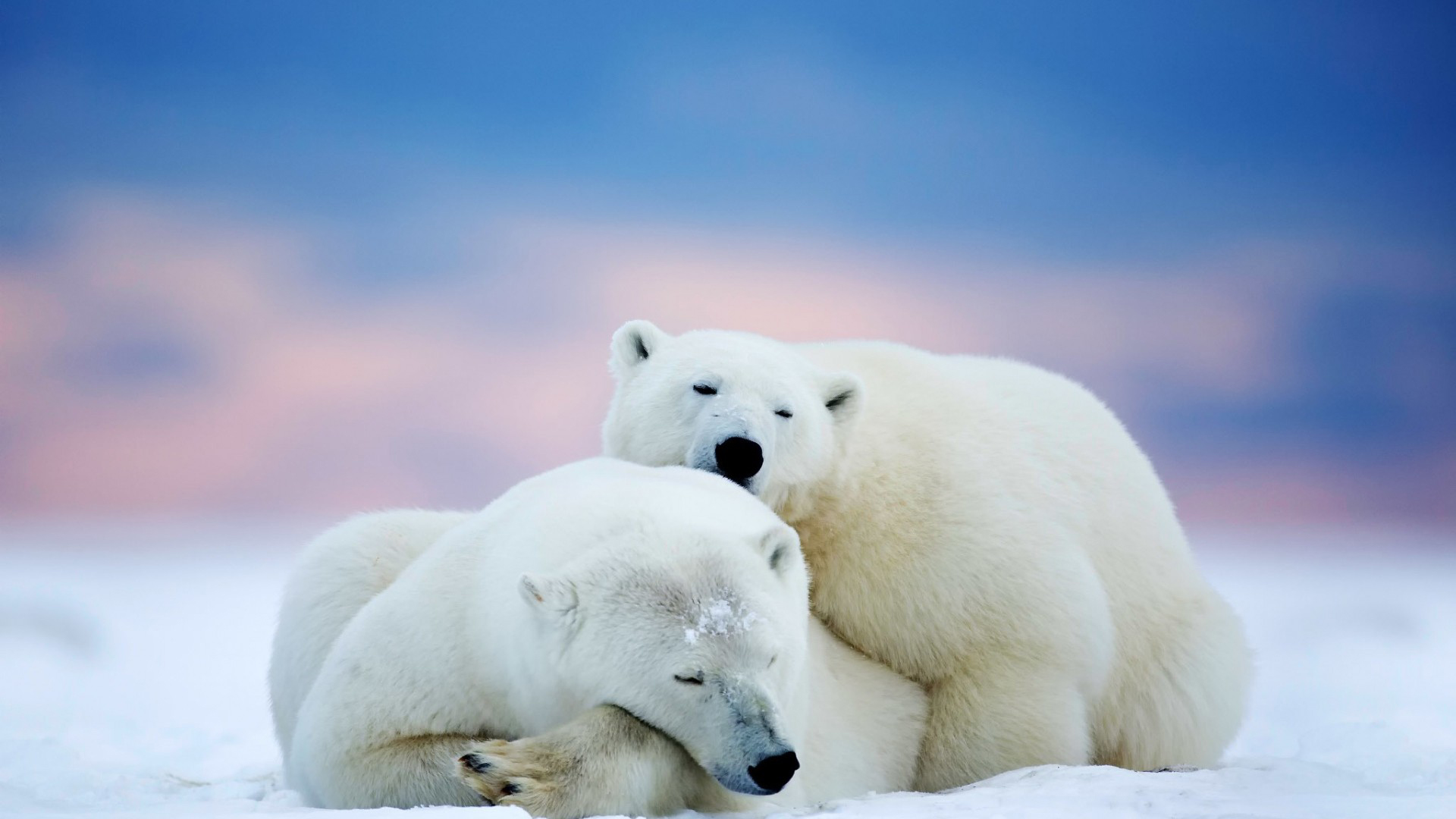 Wallpaperxyz - Polar Bears In Love , HD Wallpaper & Backgrounds