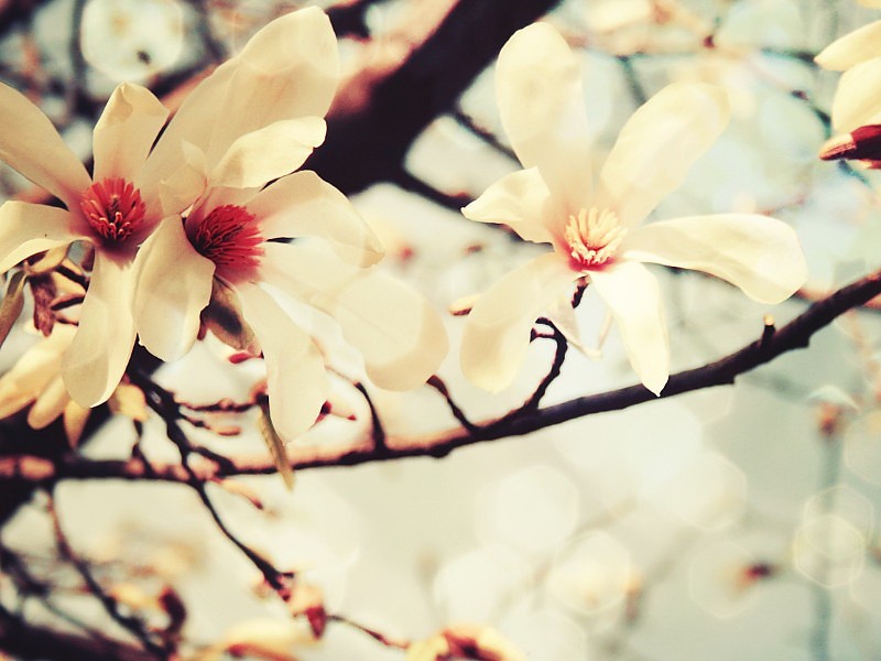 Spring Flower Wallpaper Free Download - Spring Flowers , HD Wallpaper & Backgrounds