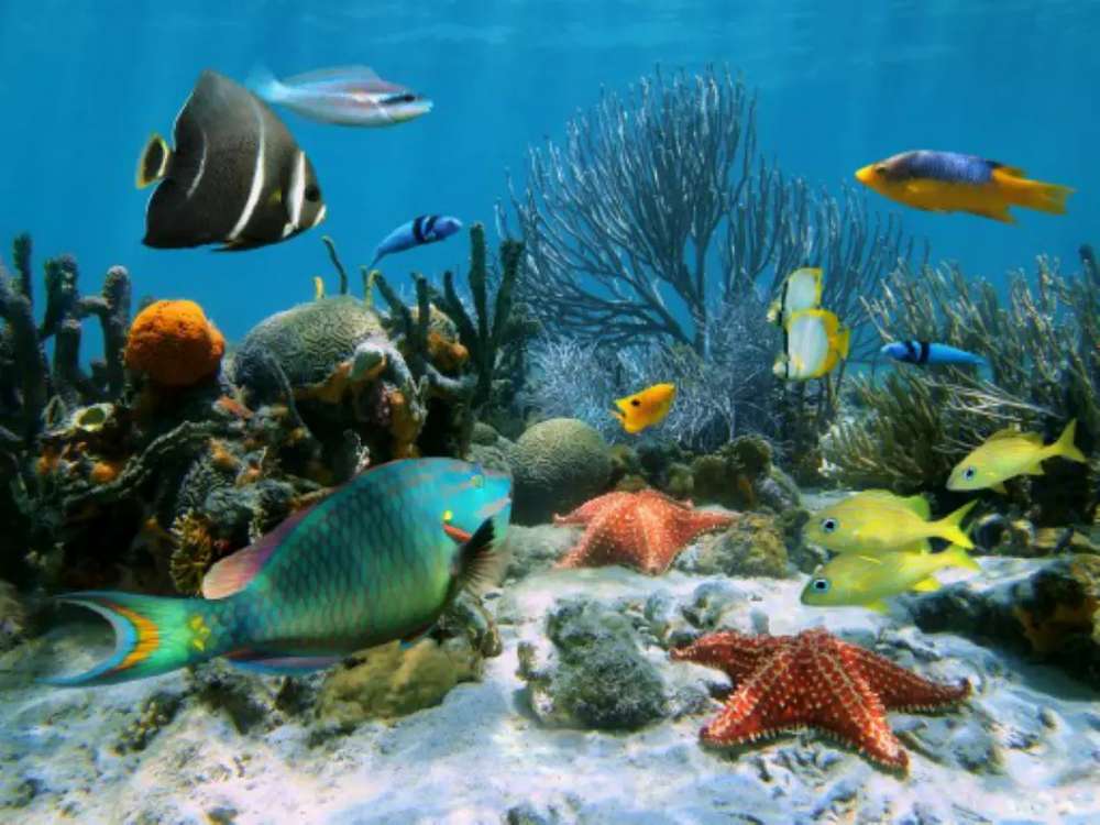 Wallpaper Custom Pemandangan Dasar Laut - Ocean Community Of Animals , HD Wallpaper & Backgrounds