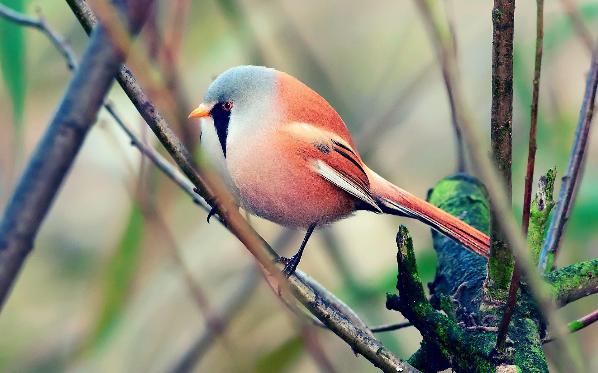 Bird, Pretty, Sit - Fluffy Bird , HD Wallpaper & Backgrounds
