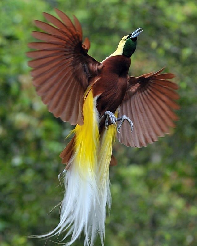 Wallpaper Burung2 Cantik - Lesser Bird Of Paradise Flying , HD Wallpaper & Backgrounds