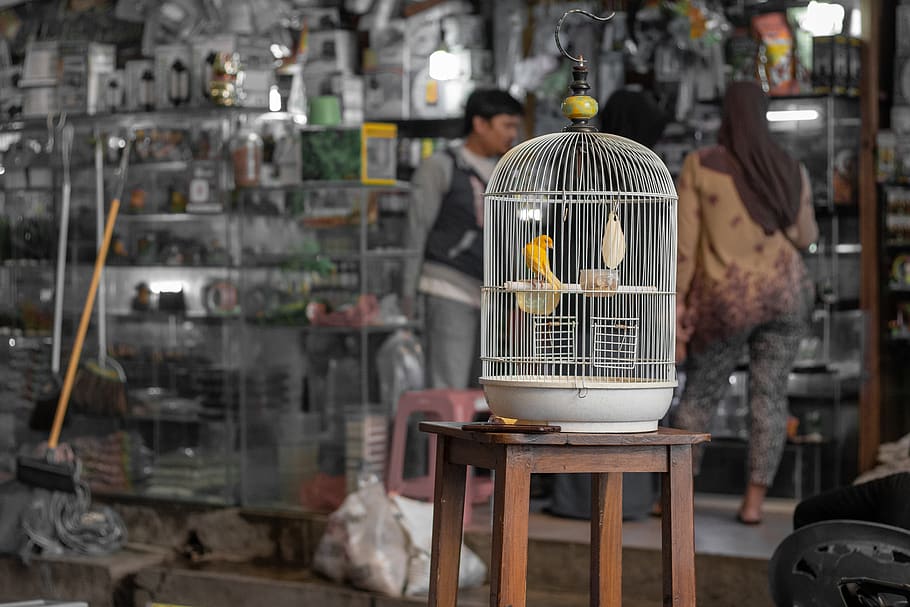 Human, Person, Surabaya, Indonesia, Bird, Pasar Ikan - Cage , HD Wallpaper & Backgrounds