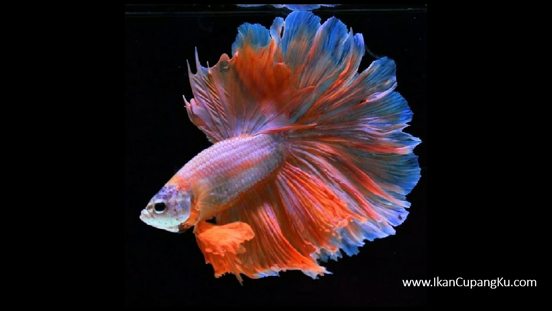 Ikan Cupang Rose Tail , HD Wallpaper & Backgrounds