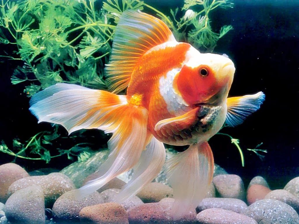 Wallpaper Ikan Hias - Cute Goldfish , HD Wallpaper & Backgrounds