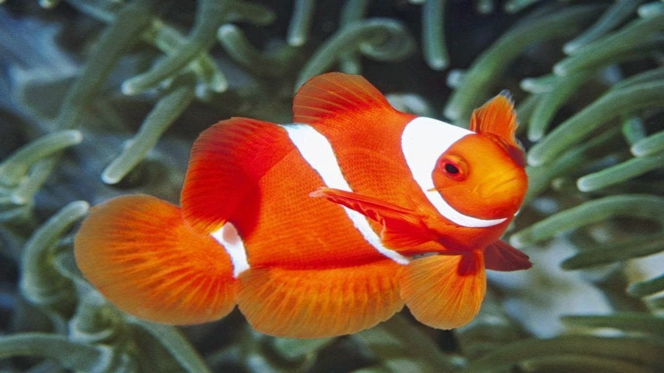 Cute Fish Images Hd , HD Wallpaper & Backgrounds