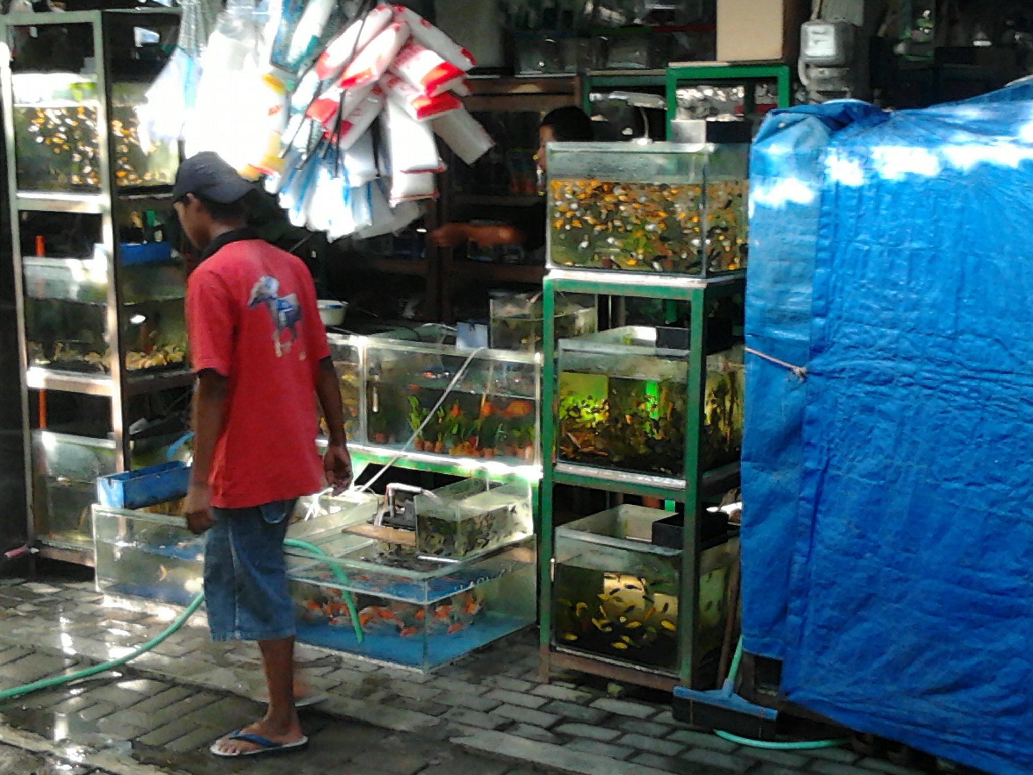 Zona Ikan Hias - Pasar Ikan Pasty Jogja , HD Wallpaper & Backgrounds