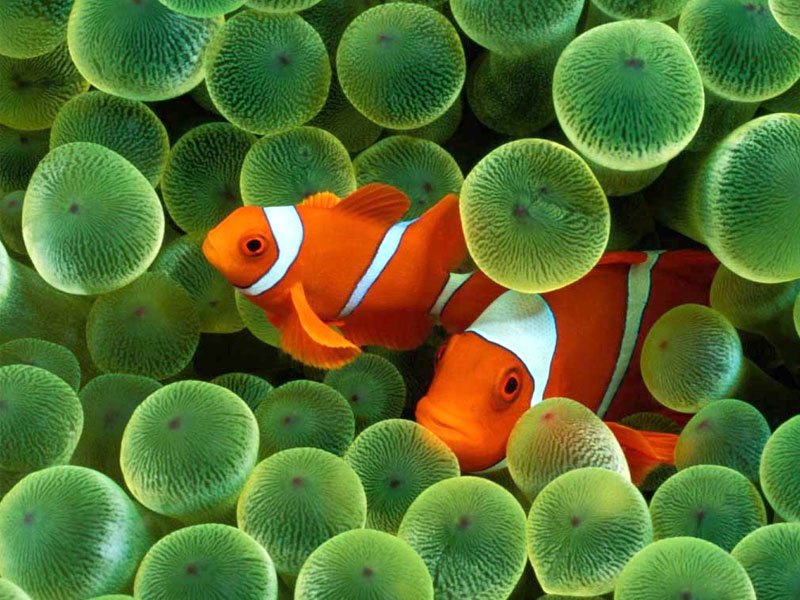 Fish Wallpaper For Iphone 11 Pro , HD Wallpaper & Backgrounds