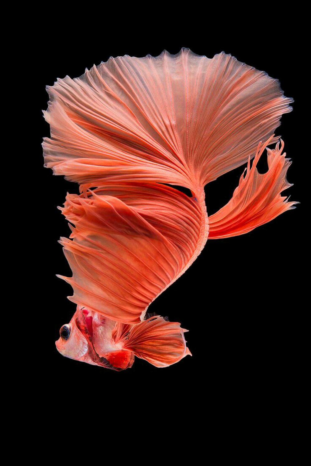 Hd Halfmoon Betta Fish , HD Wallpaper & Backgrounds