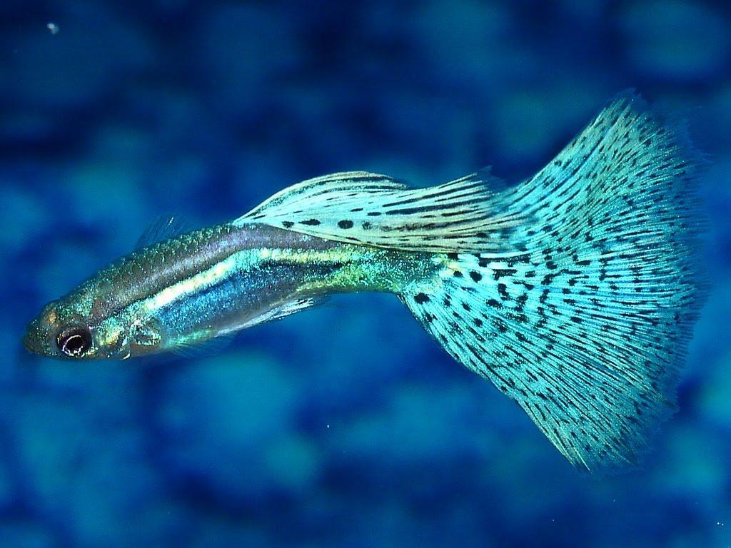 5 Besar Ikan Hias Paling Ngetop Di Indonesia - Guppy Fish , HD Wallpaper & Backgrounds