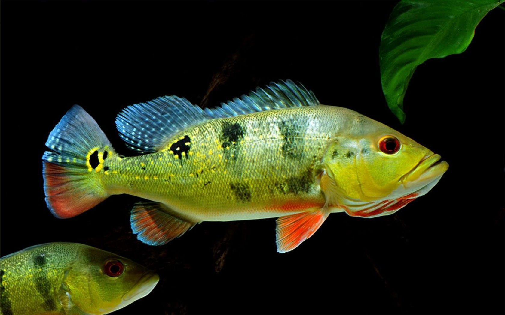 10 Ikan Hias Termahal Di Indonesia Ada Yang Sampai - Peacock Bass Hd , HD Wallpaper & Backgrounds