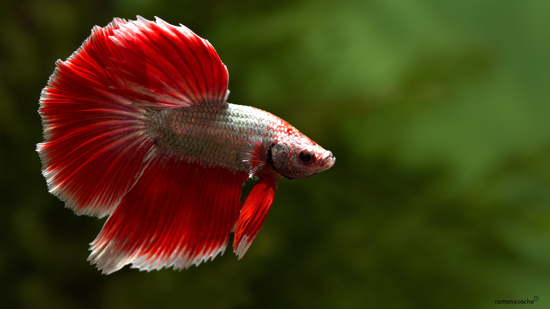 Siamese Fighting Fish , HD Wallpaper & Backgrounds