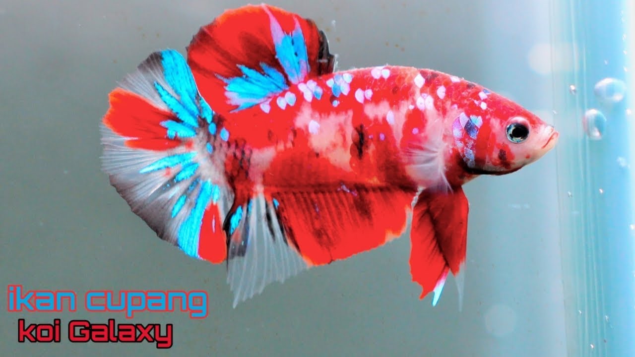 Harga Ikan Cupang Koi Galaxy , HD Wallpaper & Backgrounds